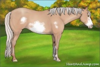 Horse Color:Silver Amber Champagne Frame 