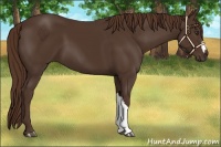 Horse Color:Liver Chestnut 