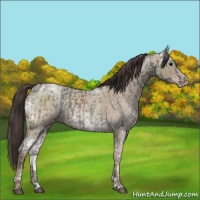 Horse Color:Blue Ice Roan  and Classic Champagne Ice Roan 