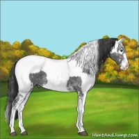 Horse Color:Black Ice Sabino Appaloosa and Silver Black Ice Sabino Splash Appaloosa