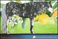 Horse Color:Nacre Watercolor Midnight Classic Champagne Ice Dun Sabino  and Nacre Watercolor Midnight Silver Grullo Ice Sabino 