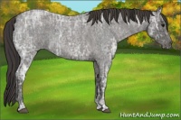Horse Color:Blue Ice Roan and Smoky Blue Ice Roan