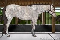 Horse Color:Blue Ice Roan and Classic Champagne Ice Roan