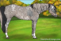 Horse Color:Blue Ice Roan  and Silver Blue Ice Roan 