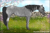 Horse Color:Blue Ice Roan  and Blue Ice Roan 