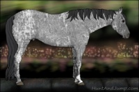 Horse Color:Blue Ice Roan  and Blue Ice Roan 