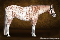 Horse Color:Bay Sabino  and White Spotted Silver Bay Onyx Sabino Appaloosa 