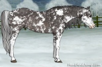 Horse Color:Platinum Chocolate Palomino Sabino  and Platinum Buckskin Sabino 