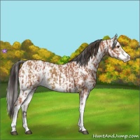 Horse Color:Bay Sabino  and Buckskin Sabino 