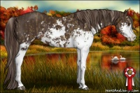 Horse Color:Chocolate Palomino Sabino  and Liver Chestnut Sabino 