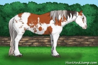 Horse Color:Silver Bay Sabino  and Bay Sabino 