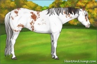 Horse Color:Bay Sabino  and Bay Sabino 