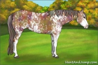 Horse Color:Nacre Bay Sabino  and Nacre Bay Sabino 
