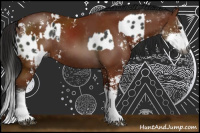 Horse Color:Gray Liver Chestnut Sabino Leopard  and Gray Bay Sabino Rabicano 