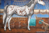 Horse Color:Bay Sabino Appaloosa and Silver Bay Sabino Appaloosa