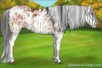 Horse Color:Bay Sabino  and Gray Bay Sabino 