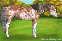 Horse Color:Bay Sabino  and Bay Sabino Frame 