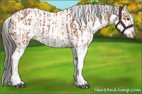 Horse Color:Bay Sabino  and Amber Champagne Sabino 