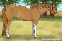 Horse Color:Chestnut Tobiano Rabicano