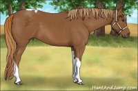 Horse Color:Chestnut Tobiano Rabicano 
