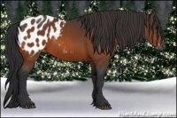 Horse Color:Bay Appaloosa