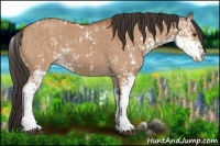 Horse Color:Bay Dun Sabino  and Bay Dun Sabino 