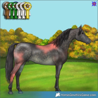 Horse Color:Buckskin 