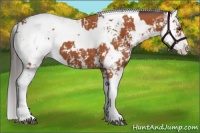 Horse Color:Bay Sabino  and Bay Sabino Rabicano 