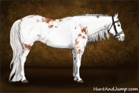 Horse Color:Bay Sabino  and Silver Bay Sabino 