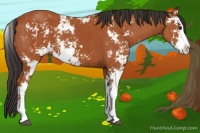 Horse Color:Bay Sabino  and Bay Sabino 