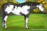 Horse Color:Black Splash Frame 