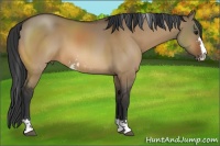 Horse Color:Bay Dun Sabino 