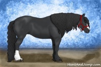 Horse Color:Black 