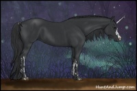 Horse Color:Black  and Black 