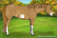 Horse Color:Chestnut Splash Frame  and Chestnut Splash Frame 