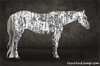 Horse Color:Black and Black Appaloosa