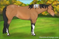 Horse Color:Bay Tobiano 