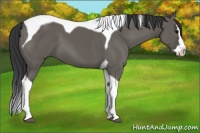 Horse Color:Grullo Splash Tobiano 