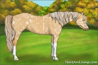 Horse Color:Palomino Dun Appaloosa  and Palomino Dun 