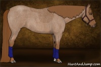 Horse Color:Red Roan 