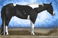 Horse Color:Gray Black Splash Tobiano 