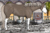 Horse Color:Silver Black Splash 