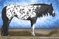 Horse Color:Blue Roan Near Leopard 