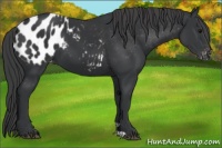 Horse Color:Black Appaloosa
