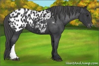 Horse Color:Black Appaloosa 