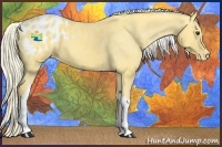Horse Color:Palomino Tobiano Appaloosa 