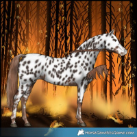 Horse Color:Liver Chestnut Leopard