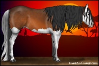 Horse Color:Bay Splash 