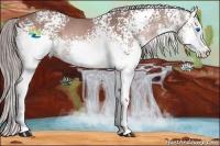 Horse Color:White Spotted Liver Chestnut Splash 