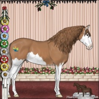 Horse Color:Chestnut Sabino Splash 